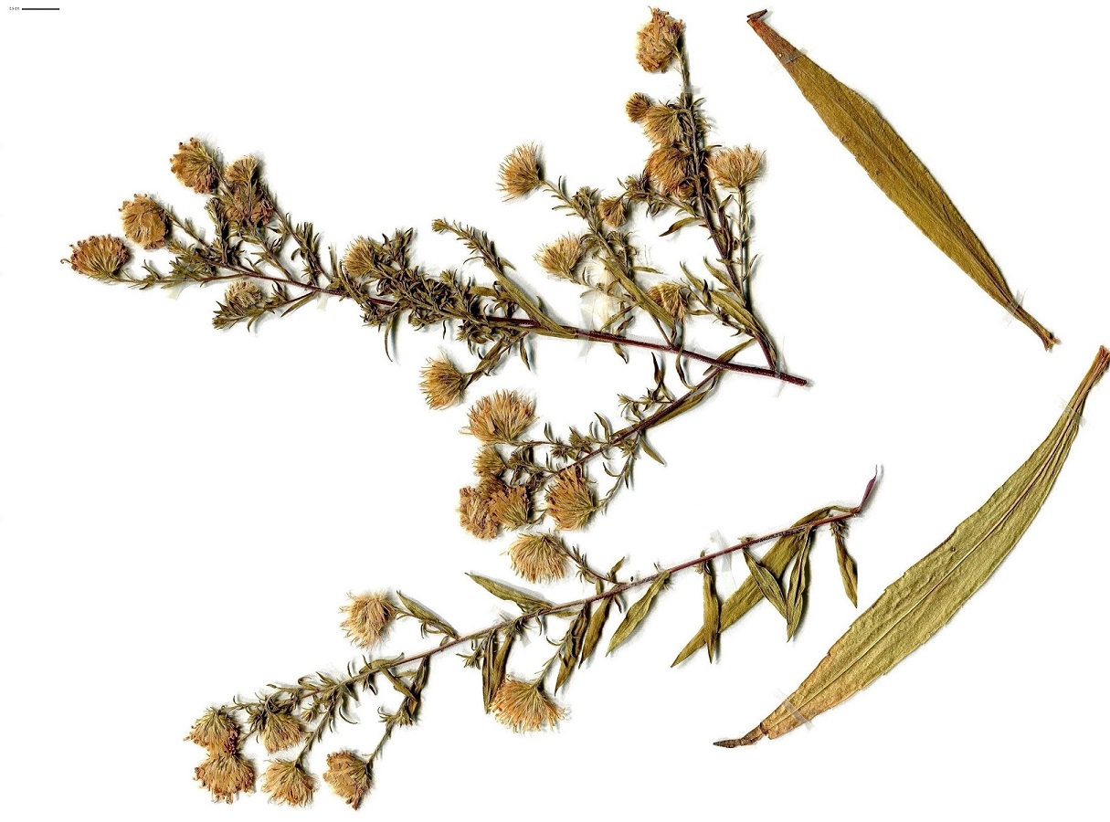 Symphyotrichum lanceolatum (Asteraceae)